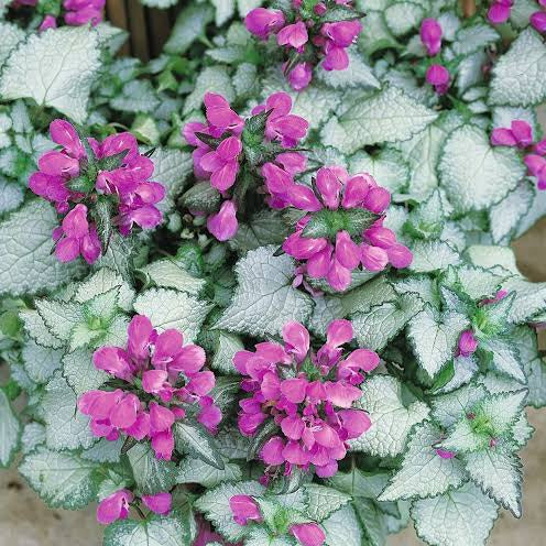 LAMIUM BEACON ROSE 14CM