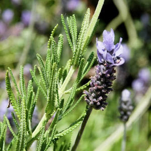 LAVENDER FRENCH DENTATA 13CM