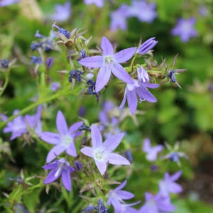 CAMPANULA PORSCHARSKYANA 14CM