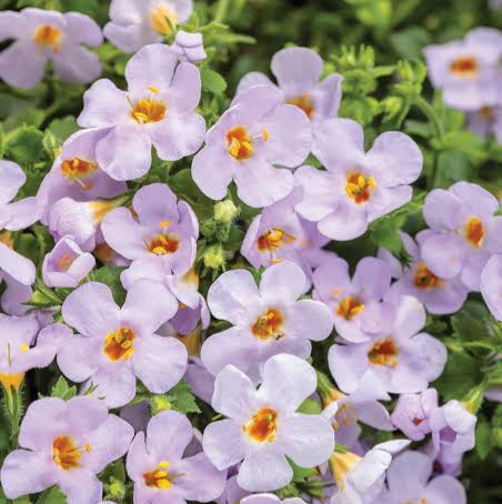 BACOPA SNOWSTORM GLACIER BLUE 1.5L