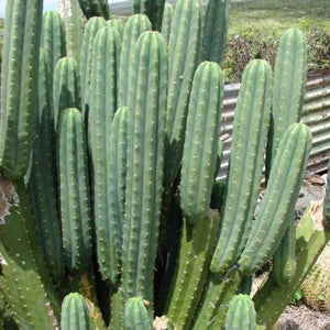 ECHINOPSIS PACHANOI SAN PEDRO CACTUS