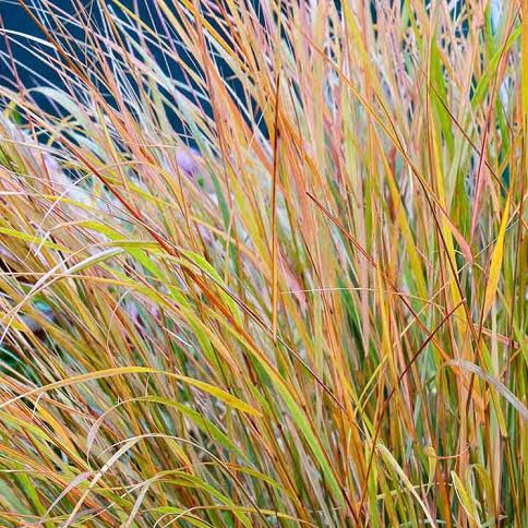 ANEMANTHELE LESSONIANA WIND GRASS 12CM