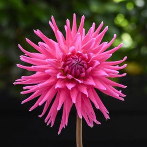 DAHLIA ELECTRO PINK 2.5L