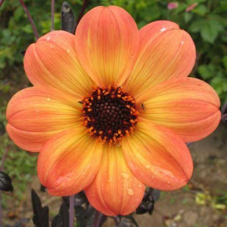 DAHLIA MYSTIC HAZE 1.5L