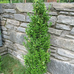 BUXUS GRAHAM BLANDY