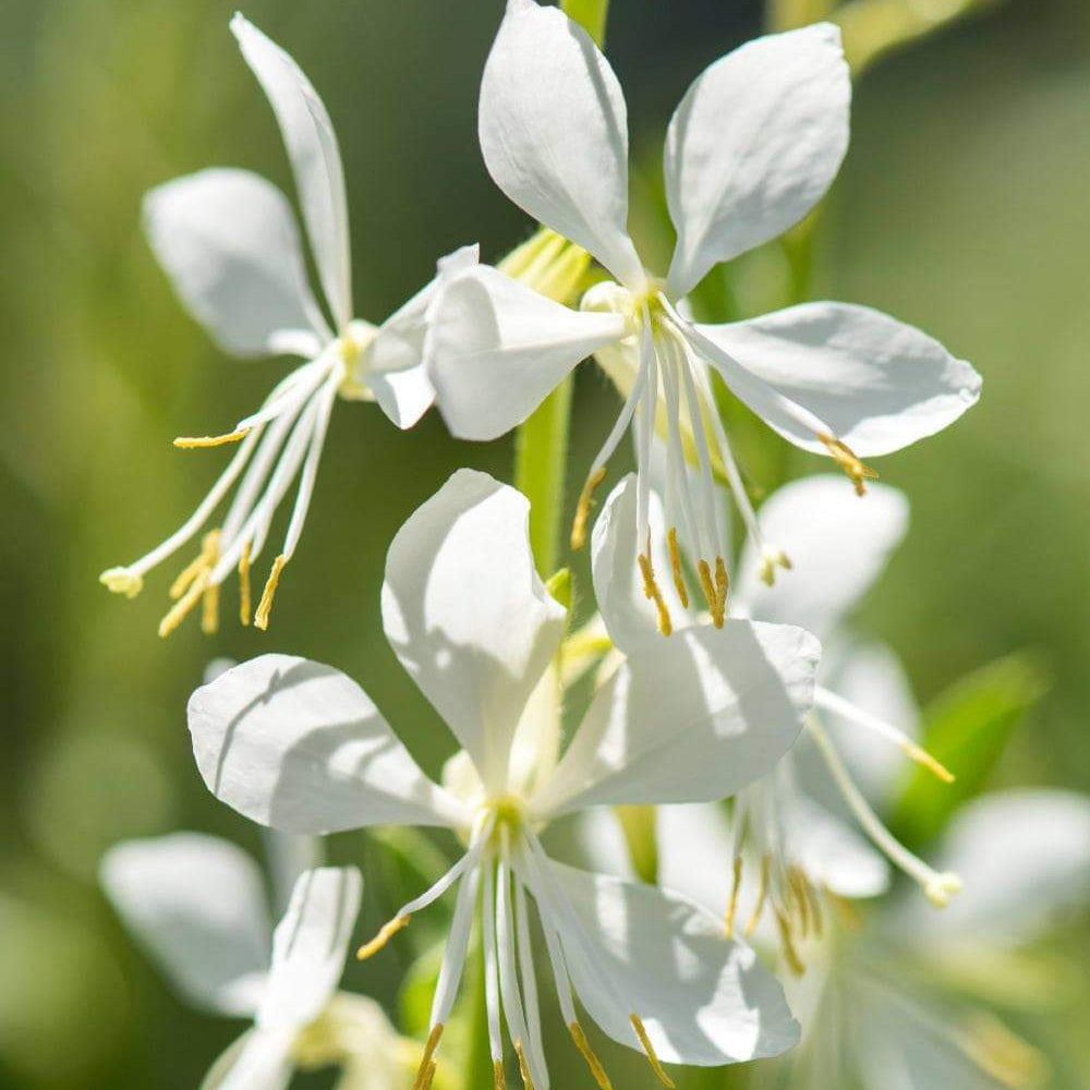 GAURA LILLIPOP SODA POP 2.5L