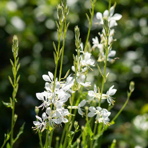 GAURA LILLIPOP SODA POP 2.5L