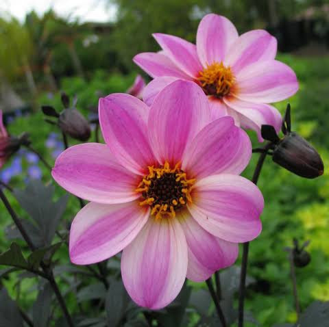 DAHLIA MYSTIC DREAMER 1.5L