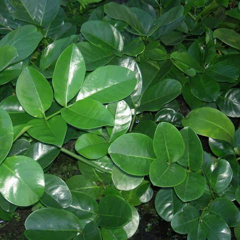 TECOMANTHE SPECIOSA 3.5L