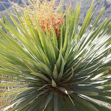 Load image into Gallery viewer, DRACAENA DRACO 2.0L
