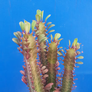 EUPHORBIA TRIGONA PURPUREA 14CM