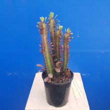 Load image into Gallery viewer, EUPHORBIA TRIGONA PURPUREA 14CM
