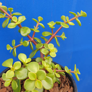 PORTULACARIA AFRA 2.4L