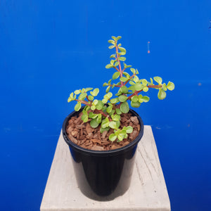 PORTULACARIA AFRA 2.4L