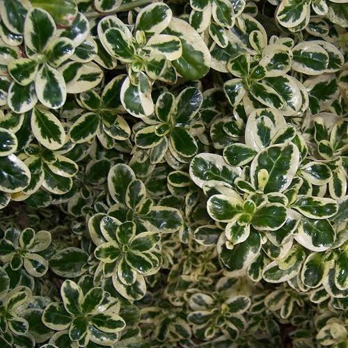 COPROSMA SILVER QUEEN