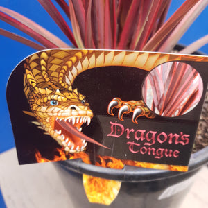 PHORMIUM DRAGONS TOUNGE 4.0L