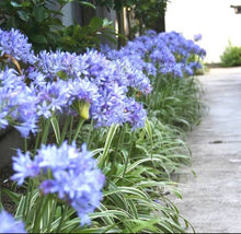 Load image into Gallery viewer, AGAPANTHUS THUNDERSTORM
