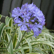 Load image into Gallery viewer, AGAPANTHUS THUNDERSTORM
