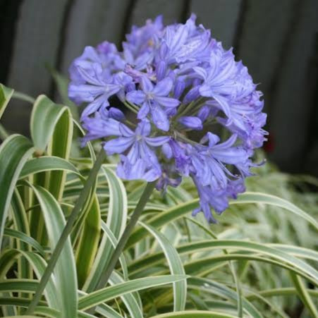 AGAPANTHUS THUNDERSTORM