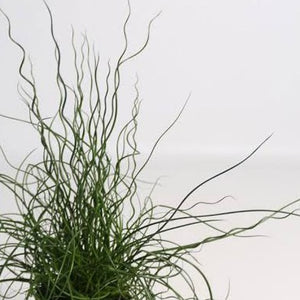 JUNCUS CRAZY HAIR