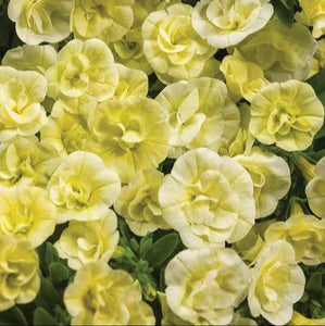 CALIBRACHOA DOUBLE CHIFFON 1.5L