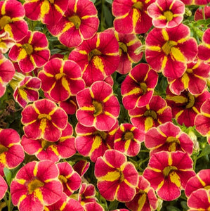 CALIBRACHOA CARDINAL STAR 1.5L