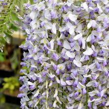 Load image into Gallery viewer, WISTERIA FLORIBUNDA HARLEQUIN 3.5L
