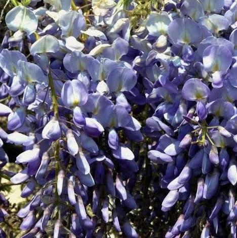 WISTERIA FLORIBUNDA CASCADE 3.4L