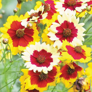 COREOPSIS HIGHLAND BLAST 1.5L