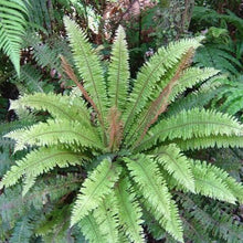 Load image into Gallery viewer, BLECHNUM DISCOLOR PIUPIU 14CM
