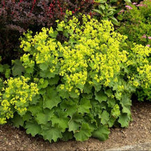 Load image into Gallery viewer, ALCHEMILLA MOLLIS THRILLER 2.0L
