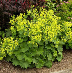 ALCHEMILLA MOLLIS THRILLER 2.0L