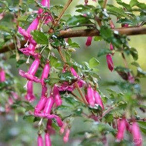 FUCHSIA CANDY BELLS