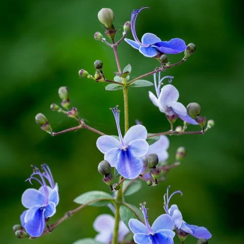 CLERODENDRON UGANDENSE BLUE BUTTERFLY BUSH 1.0L