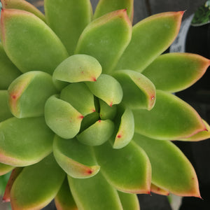 ECHEVERIA SPLENDENS