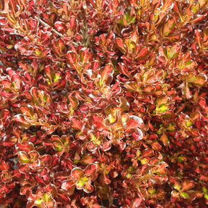 COPROSMA WENDYS WONDER