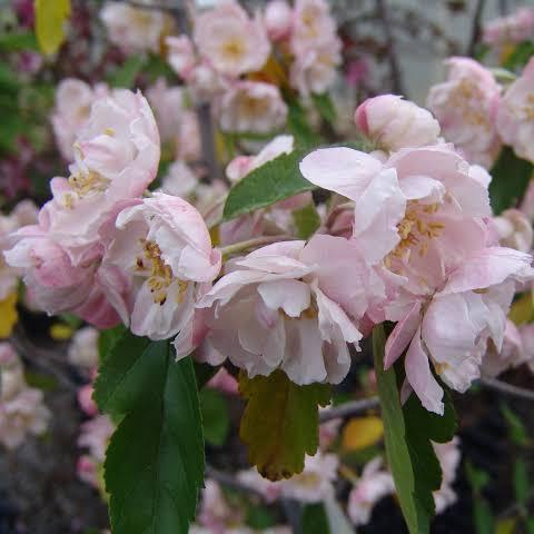 CRABAPPLE MALUS IOENSIS PLENA PB18