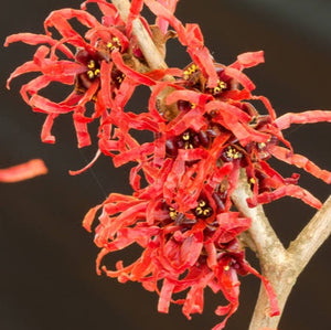 HAMAMELIS DIANNE PB18