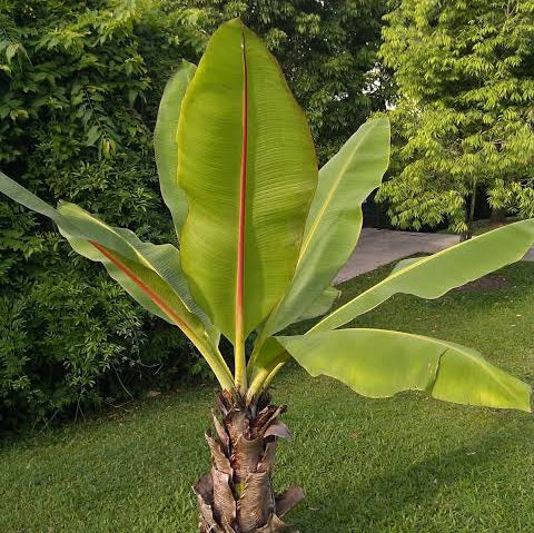 MUSA ENSENTE ORNAMENTAL BANANA PALM 3.3L