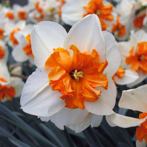 DAFFODIL SPLIT CORONA PARISIENNE 5PK