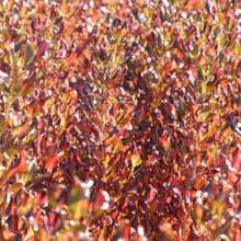 Load image into Gallery viewer, COPROSMA PACIFIC SUNSET 2.5L
