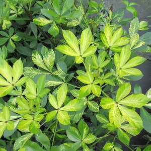 PSEUDOPANAX GOLD SPLASH