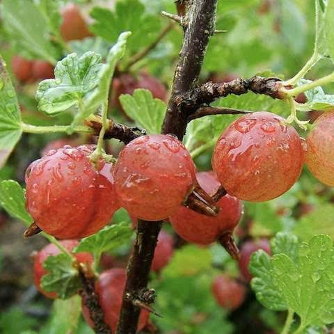 GOOSEBERRY MONARCH 2.5L