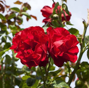 ROSE CLIMBER DUBLIN BAY