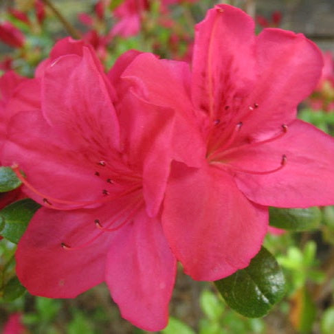 AZALEA EVERGREEN RED GLITTERS 2.5L