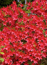 Load image into Gallery viewer, AZALEA EVERGREEN SCARLET PRINCE 2.5L
