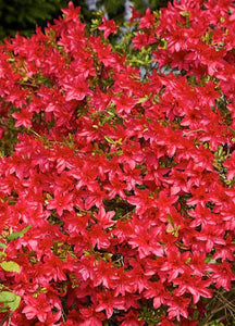 AZALEA EVERGREEN SCARLET PRINCE 2.5L