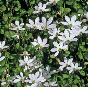 PRATIA ANGULATA PANAKENAKE 12CM