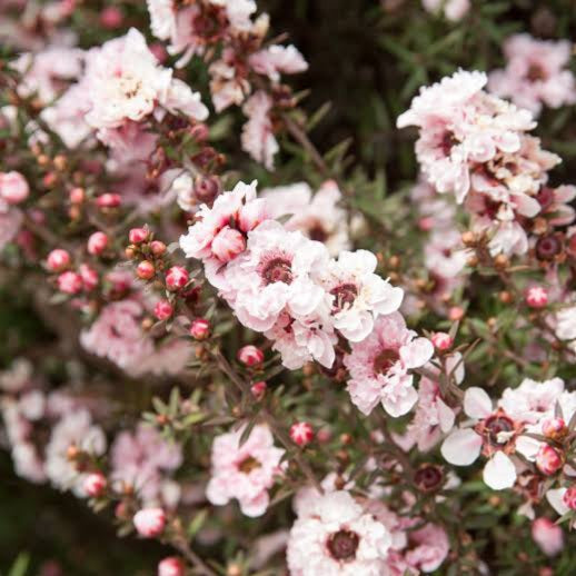 LEPTOSPERMUM BLOSSOM 4.0L