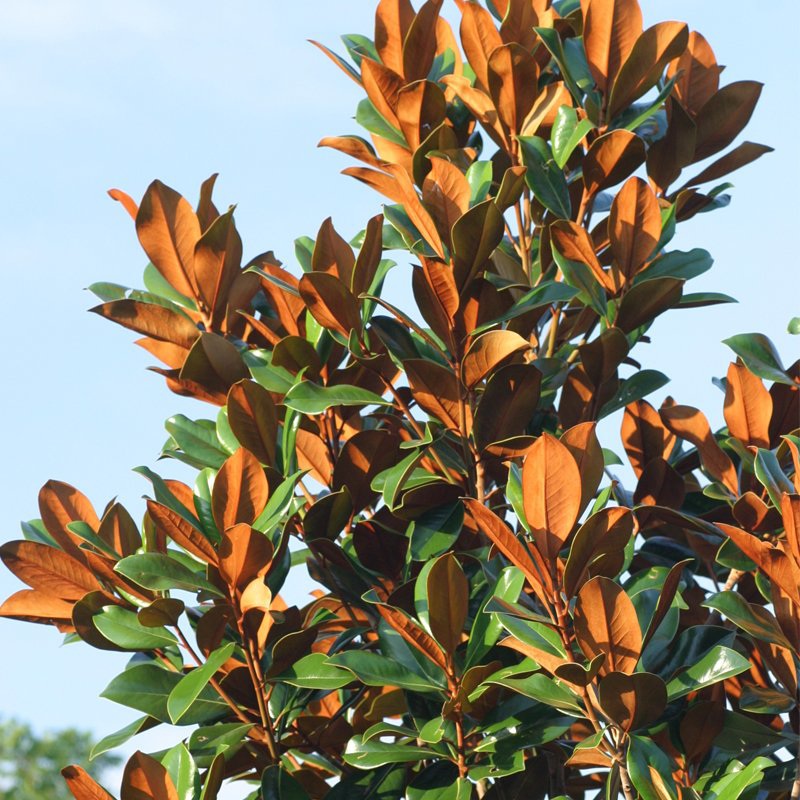 MAGNOLIA GRANDIFLORA BLANCHARD